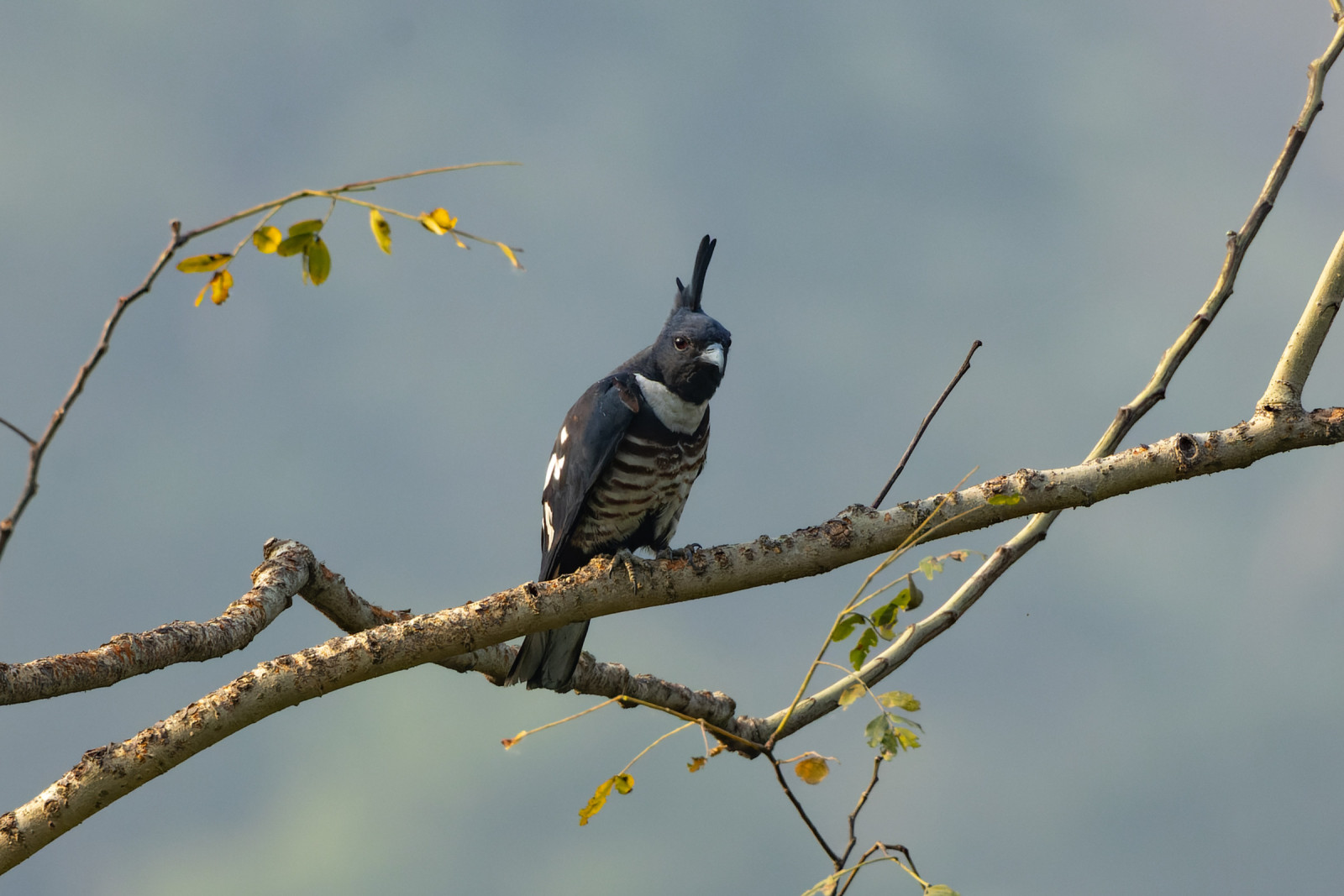 image Black Baza